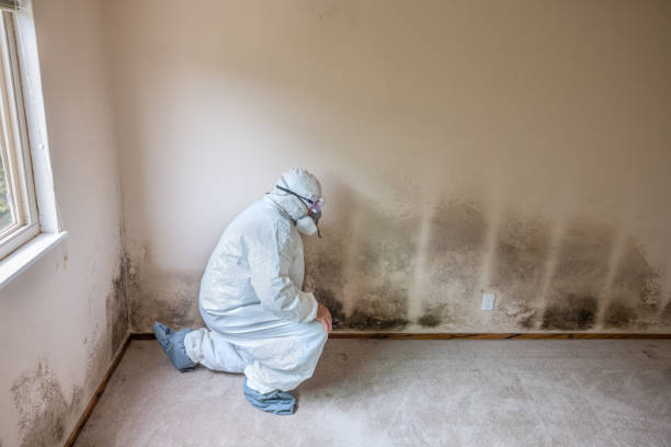 Best Mold Damage Repair  in New Albany, OH