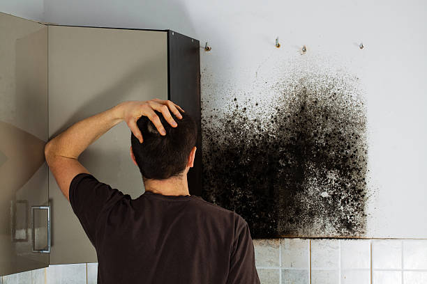 Best Mold Removal Specialists  in New Albany, OH