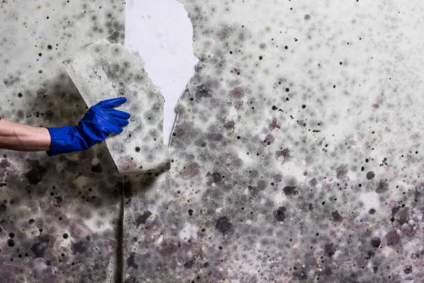 Best Mold Cleaning Services  in New Albany, OH